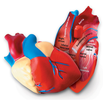 Cross Section Heart Model