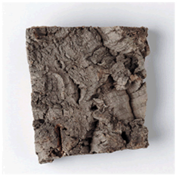 Small Cork Bark- R8046