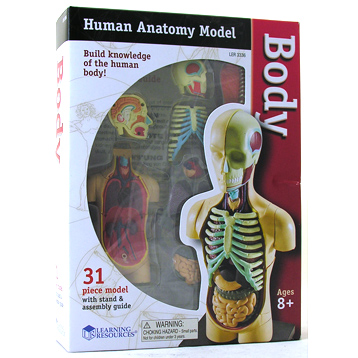 Anatomy Models